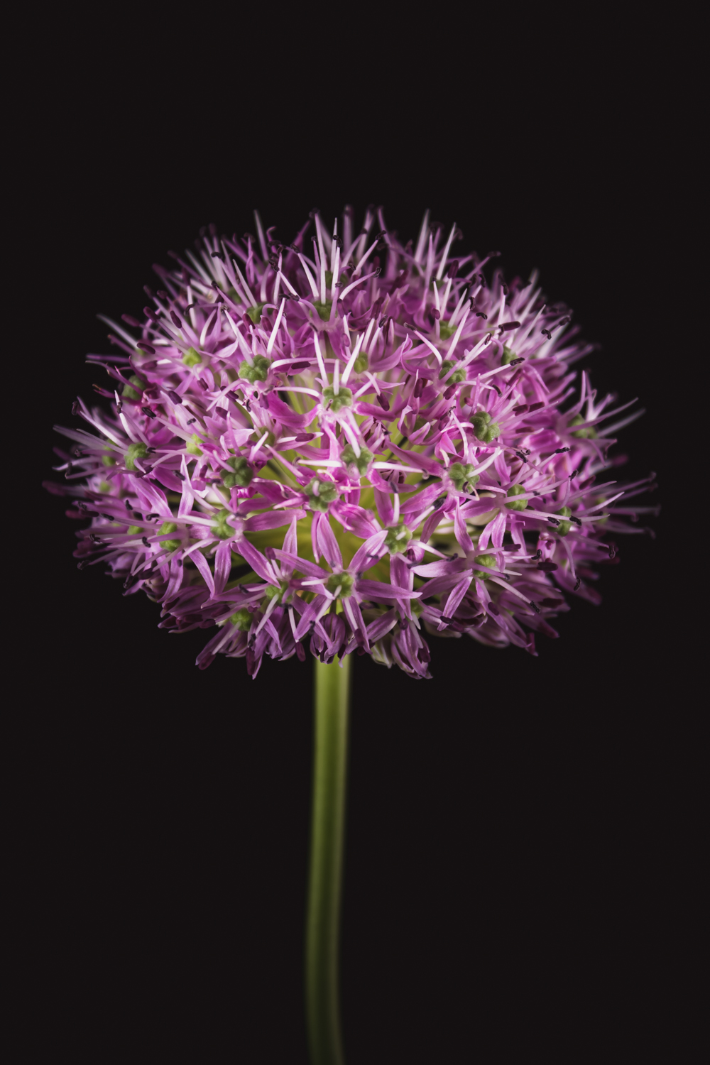 bloemportret van een allium in fine art stijl
