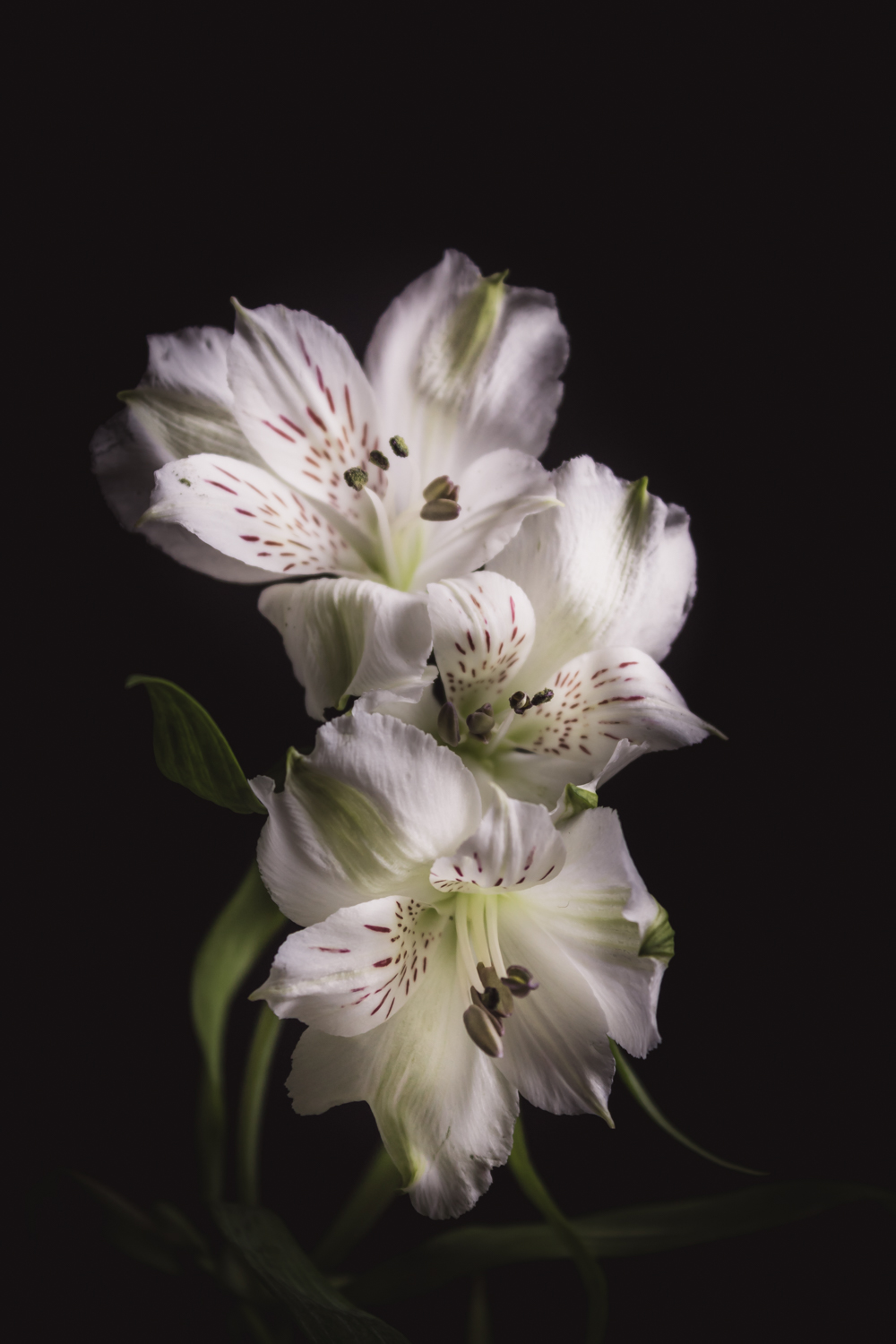 witte alstroemeria bloemportret met zachte studioverlichting