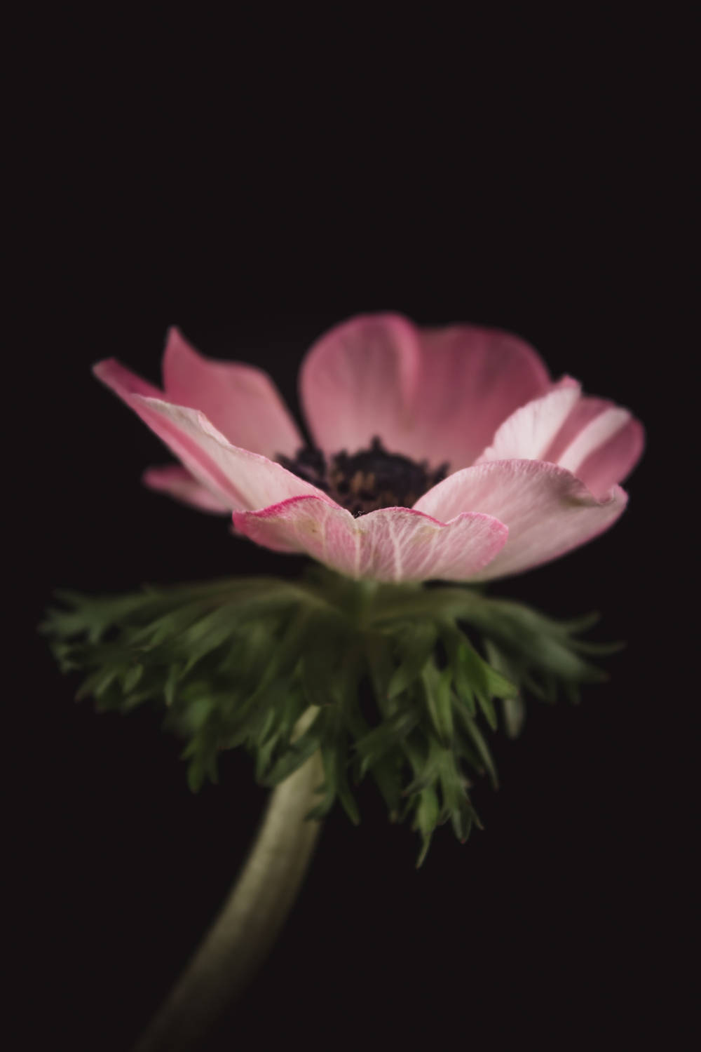 bloemportret van een anemoon in fine art bloemenfotografie