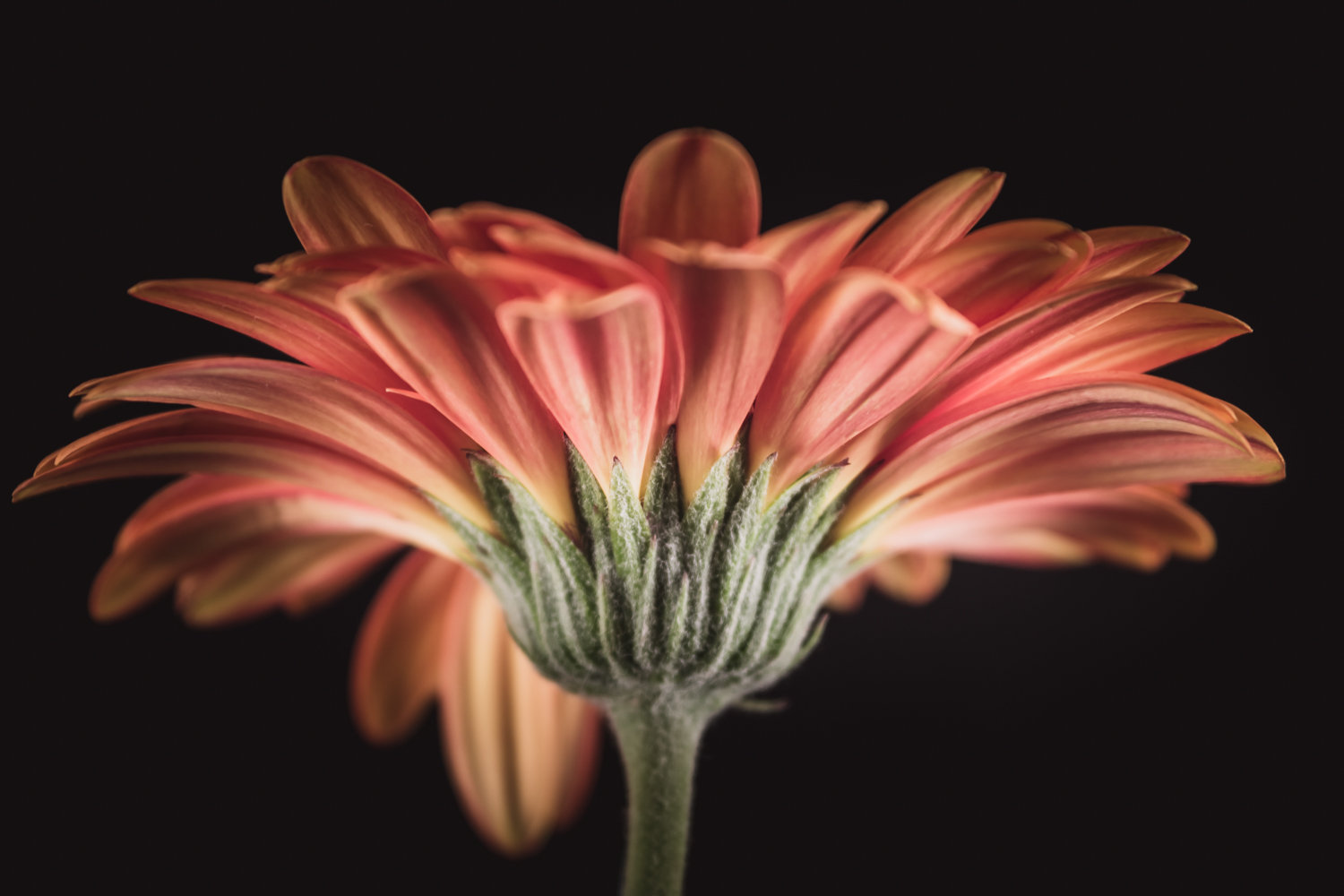 gerbera macro bloemenfotografie met detail in bloemblaadjes