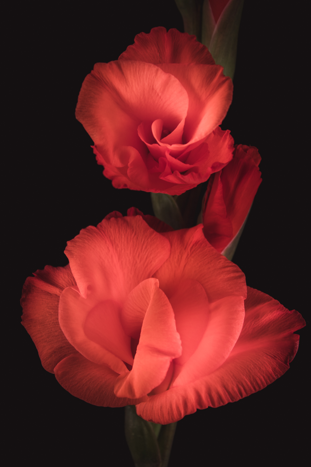 bloemenfotografie van een rode gladiool