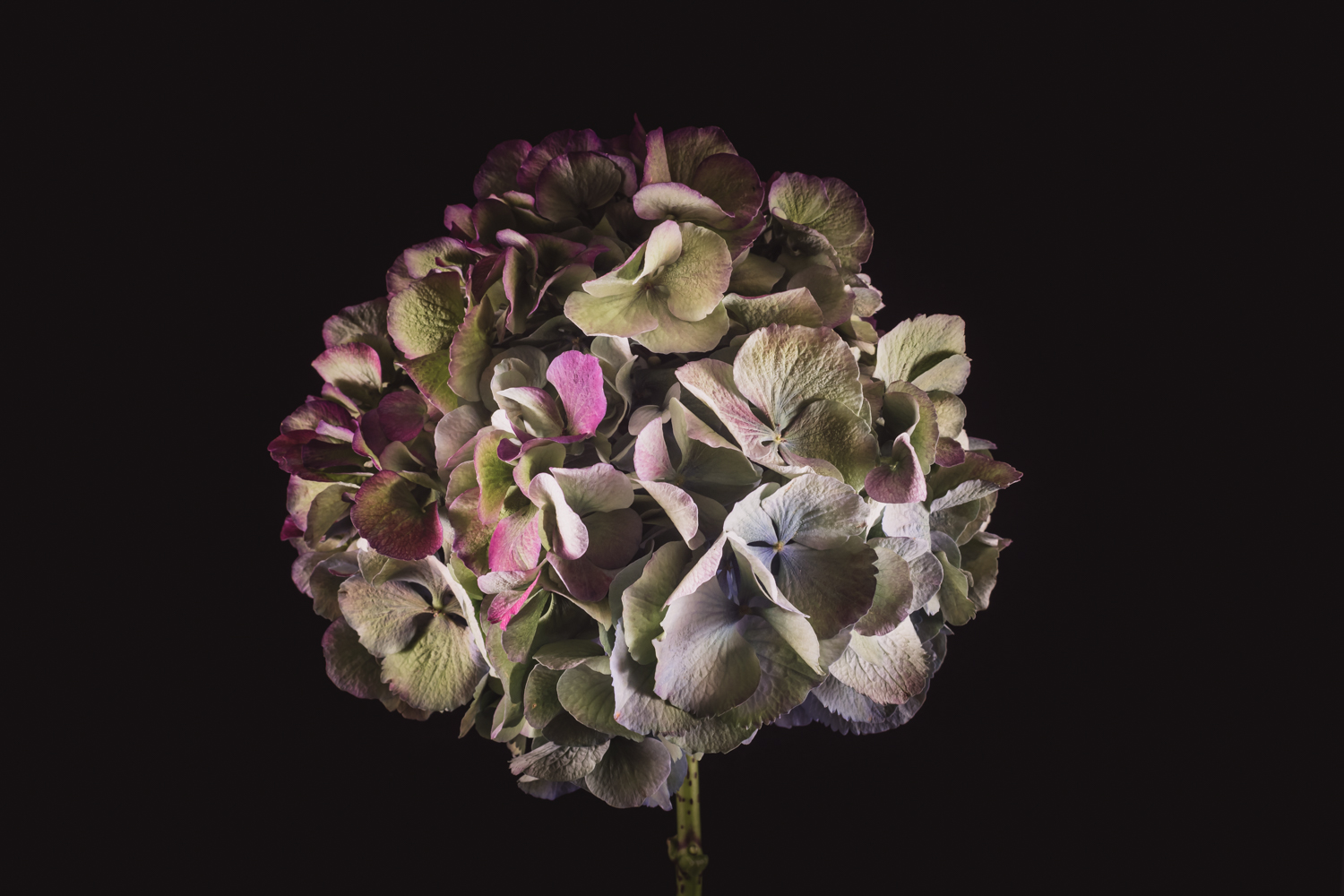 hortensia bloemenfotografie met kleurverloop in bloemblaadjes