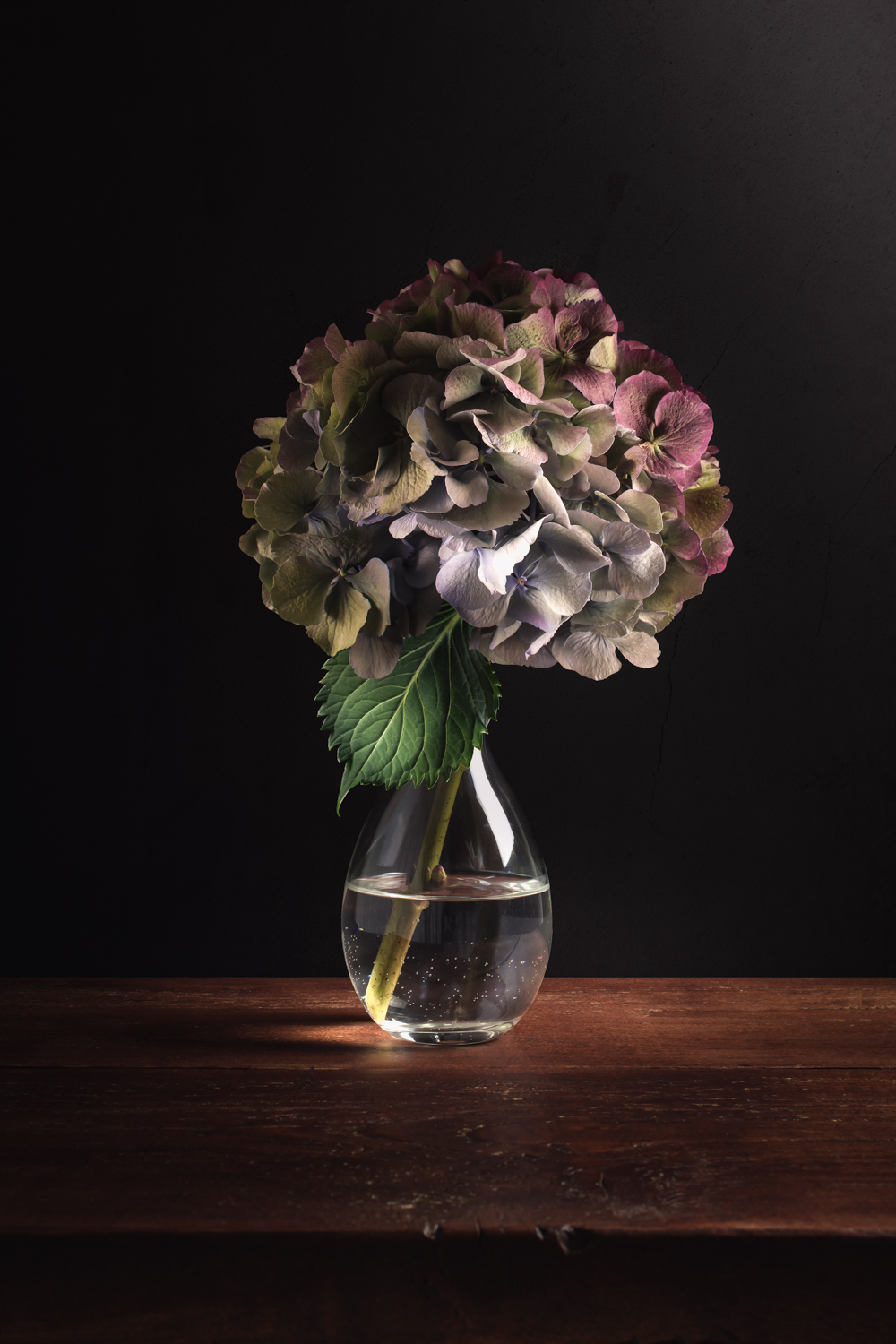 Hortensia stilleven – Fine Art bloemenfotografie