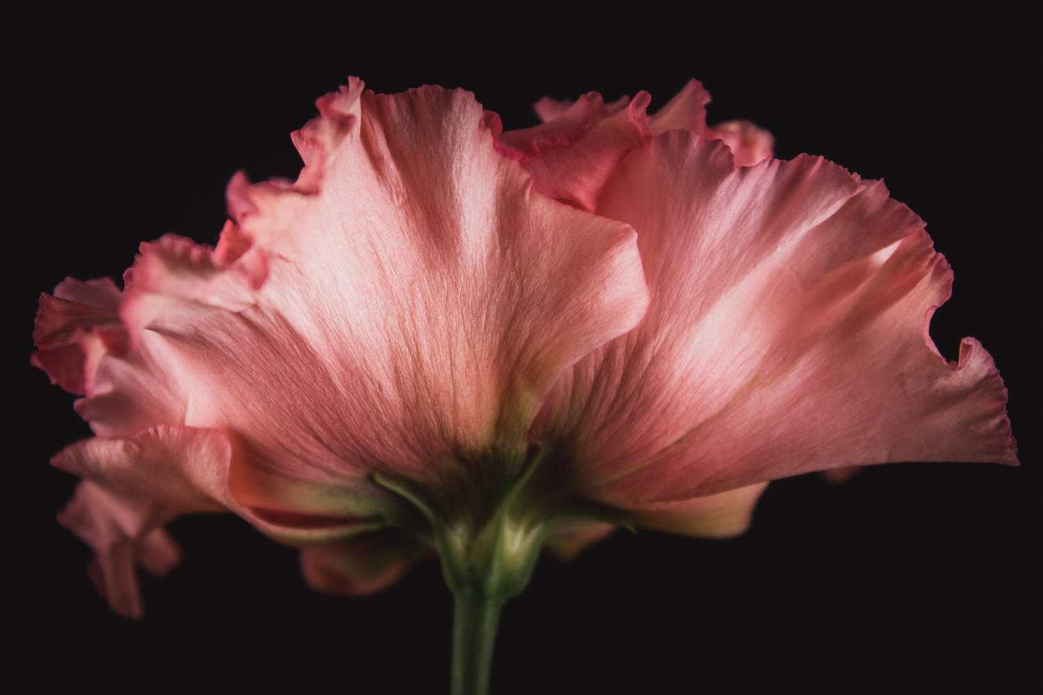 roze lisianthus bloemportret met zachte studioverlichting
