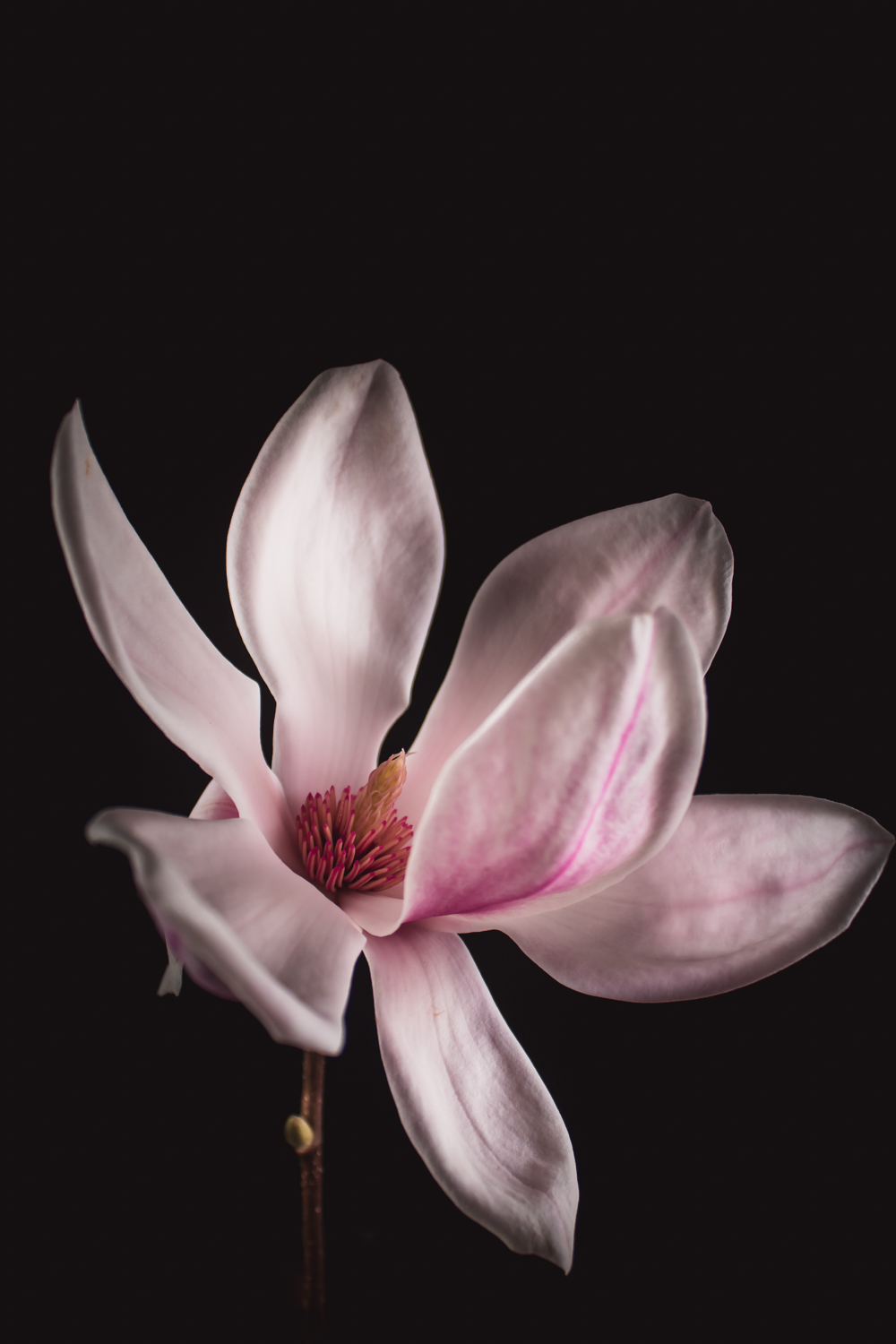 roze magnolia bloemportret met zachte studioverlichting