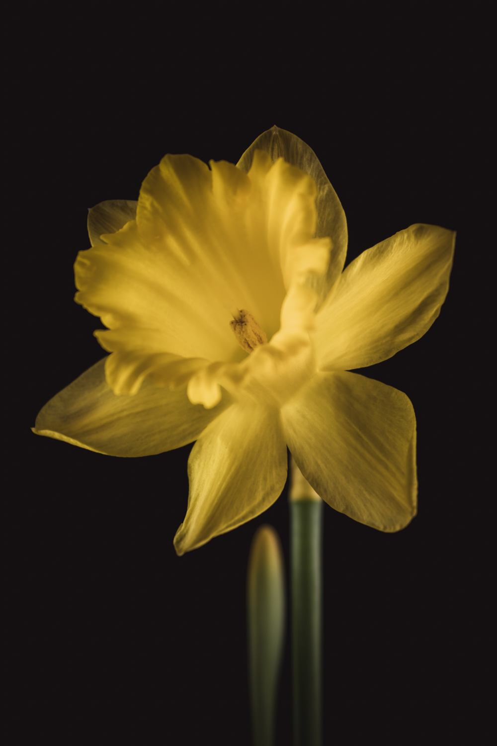 fine art bloemportret narcis