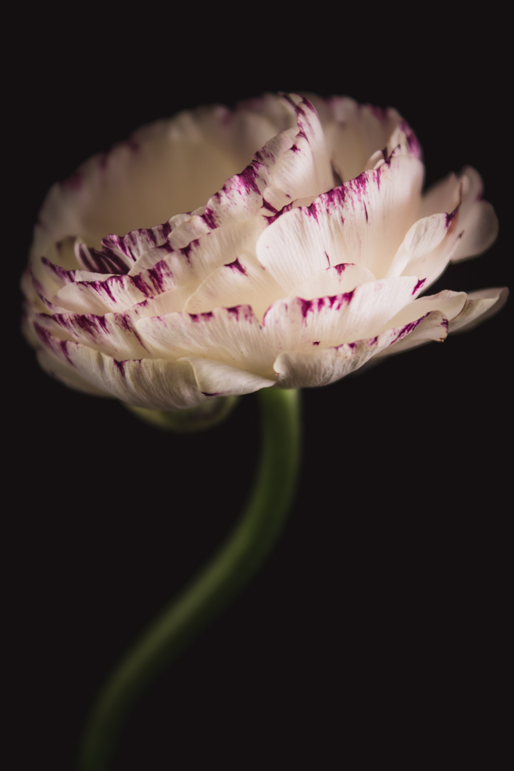 crème witte ranonkel bloemenfotografie met paars detail in bloemblaadjes