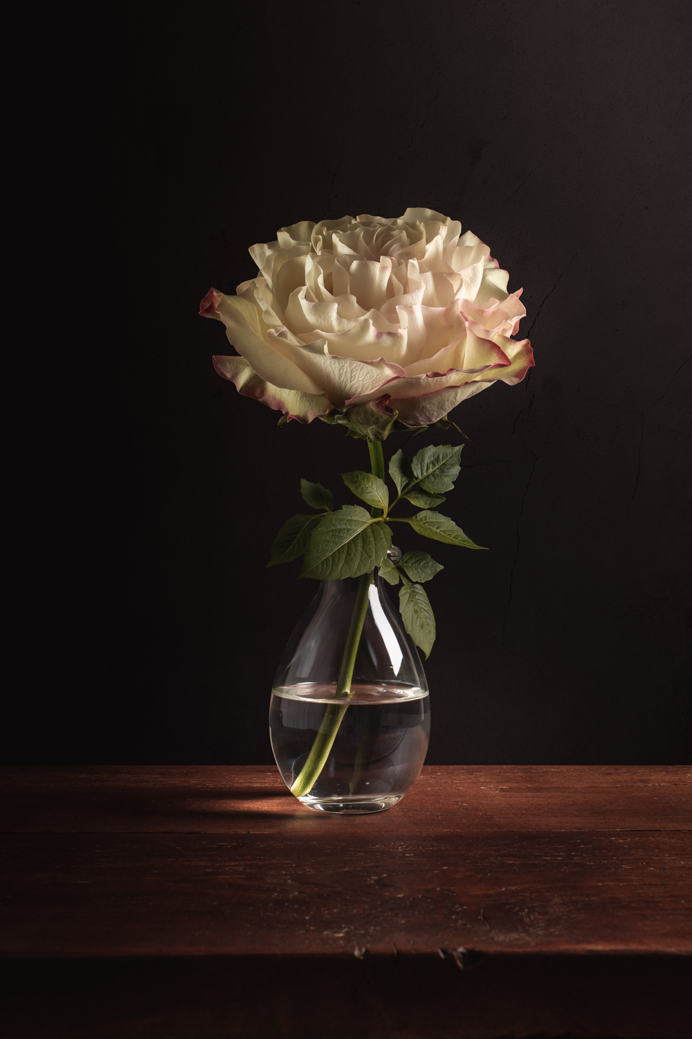 Roos stilleven – Fine Art bloemenfotografie