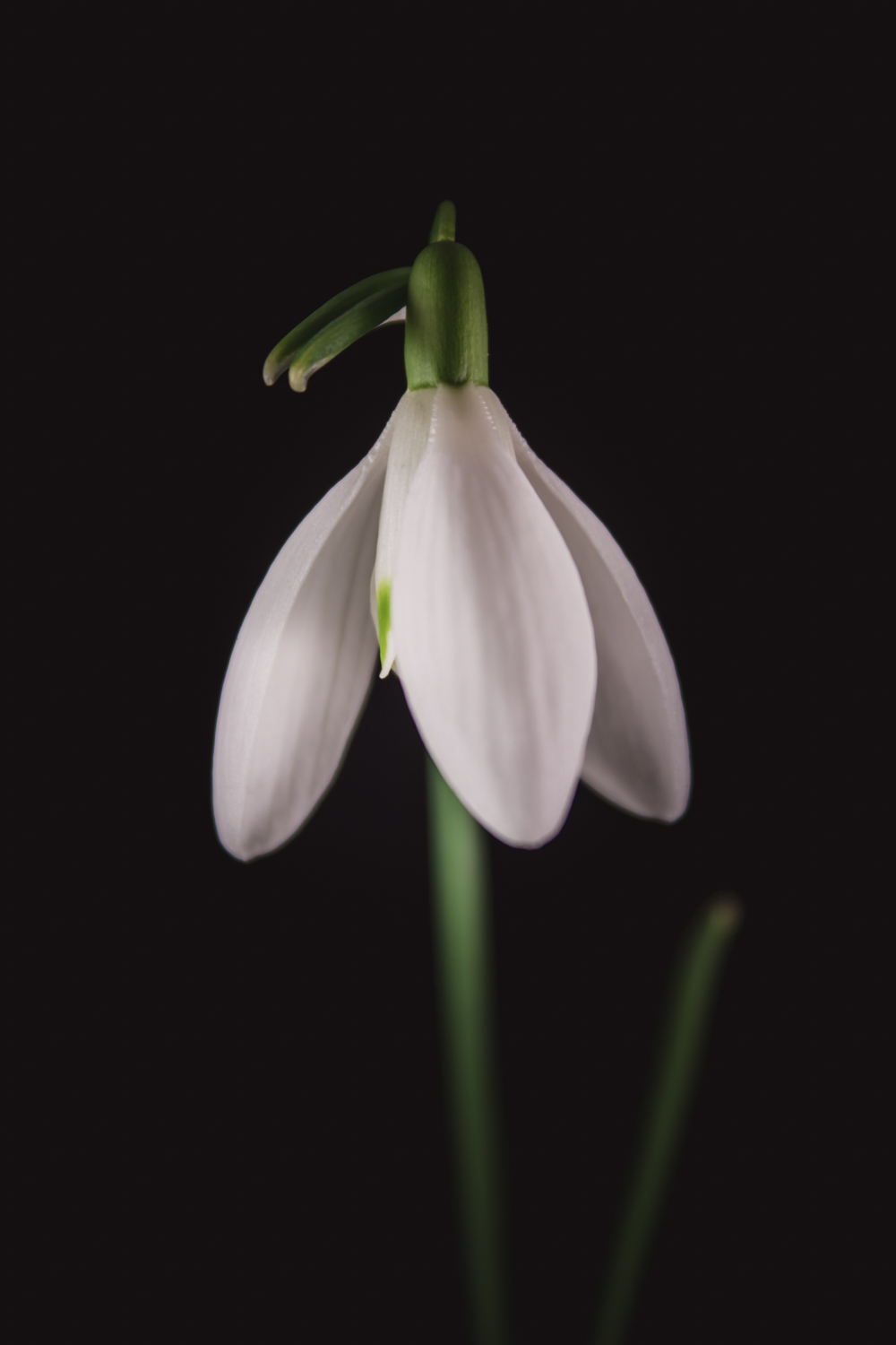 bloemportret van een sneeuwklokje in fine art stijl