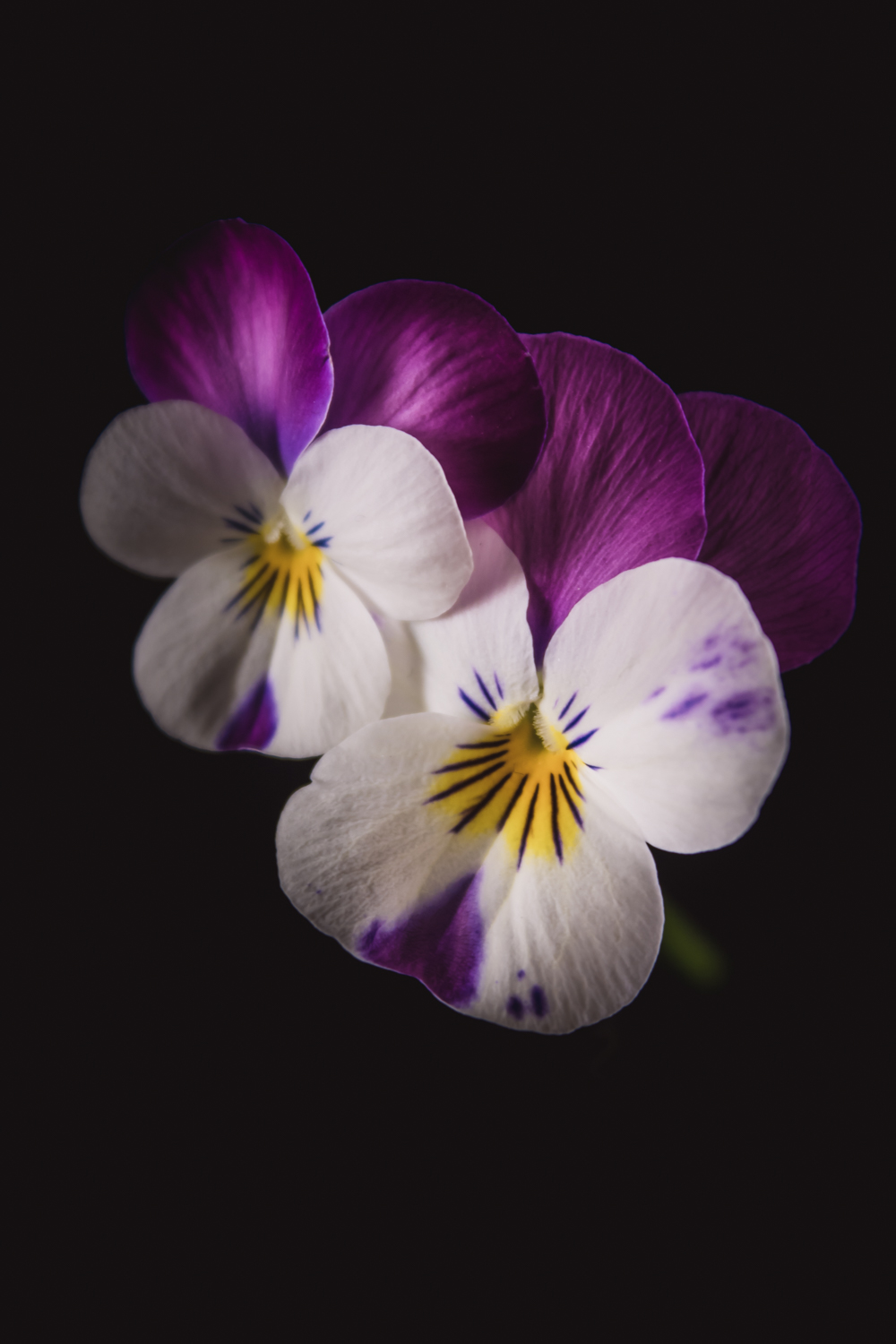 Viooltje – Fine Art bloemenfotografie