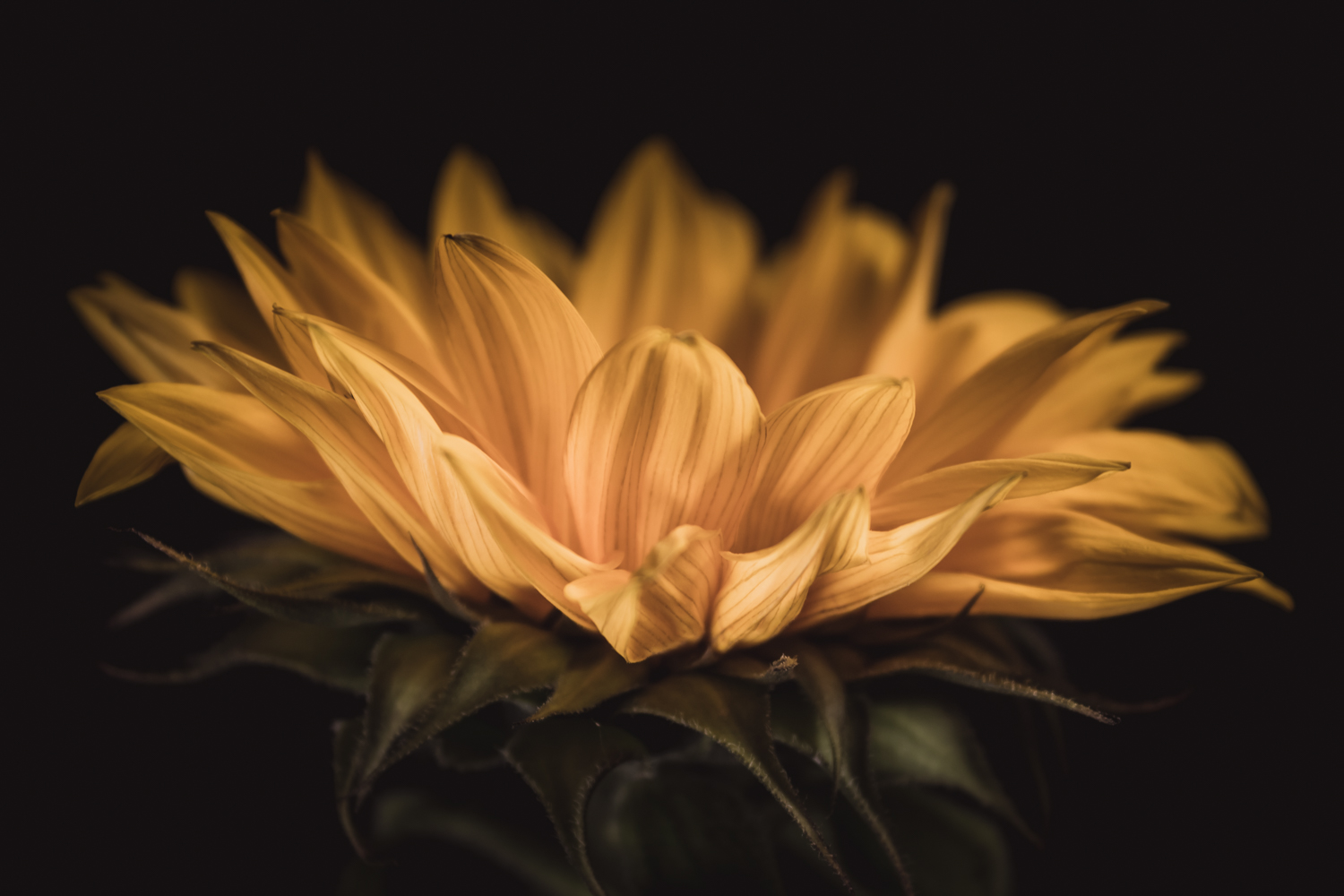 portret van een zonnebloem in fine art bloemenfotografie